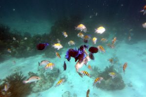 Coral Gardens Grand Cayman