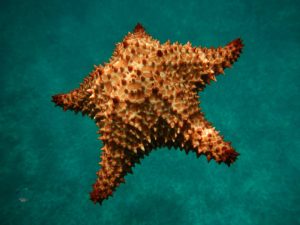 starfishsnorkeling