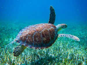 st maarten turtle snorkeling shore excursions