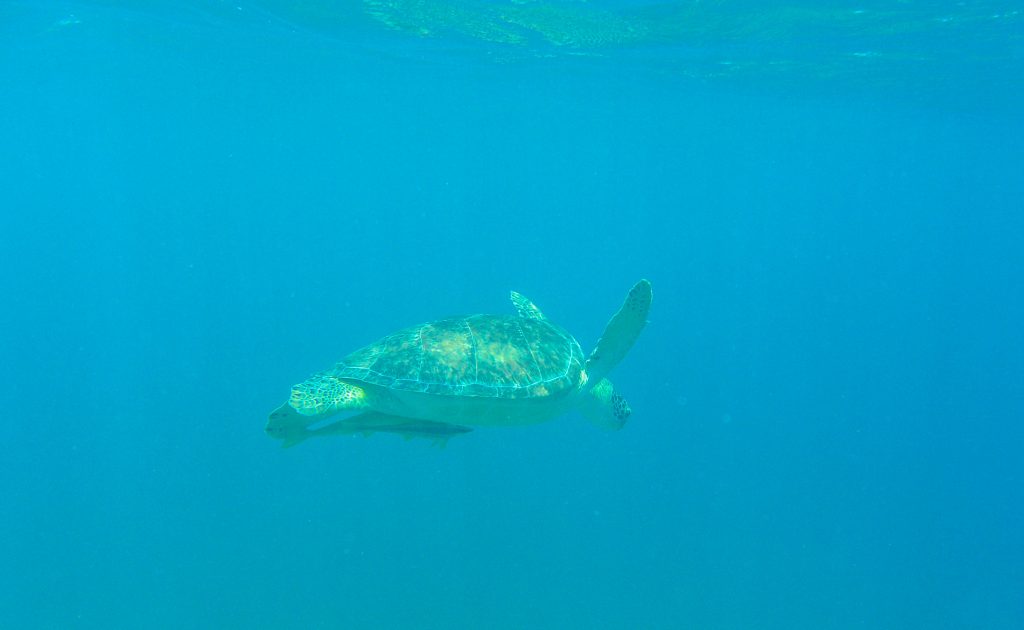 Private boat snorkeling and Turtles on St Maarten