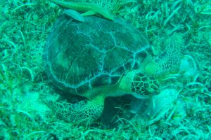 Private boat snorkeling and Turtles on St Maarten