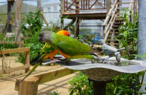 st maartin Parrot sanctuary