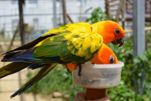 st maarten bird sanctuary